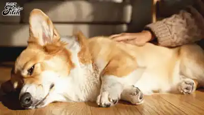 キャプチャ画像1